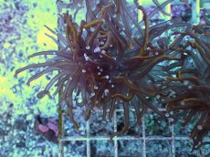 画像1: No.7 ゴールドトーチ　24K (1)