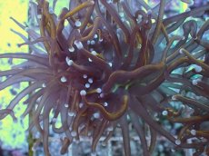 画像2: No.7 ゴールドトーチ　24K (2)