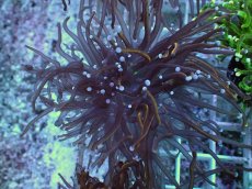 画像1: No.8 ゴールドトーチ　24K (1)