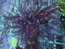 画像2: No.8 ゴールドトーチ　24K (2)