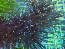 画像1: No.9 ゴールドトーチ　24K (1)