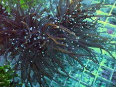 画像2: No.9 ゴールドトーチ　24K (2)