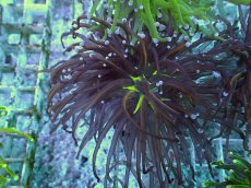 画像1: No.10 ゴールドトーチ　24K (1)