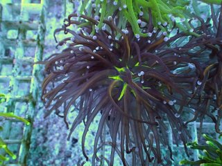 No.8 カクオオトゲキクメイシを買うならアクアスタイルユー 大阪の