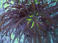 画像2: No.10 ゴールドトーチ　24K (2)