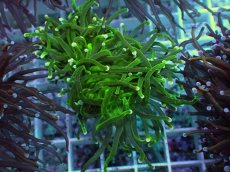 画像1: No.11 グリーントーチ (1)