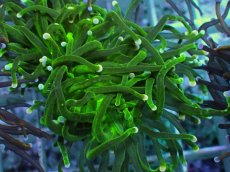 画像2: No.11 グリーントーチ (2)