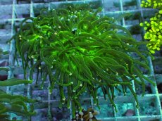 画像1: No.12 グリーントーチ (1)