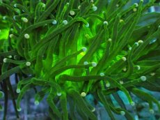 画像2: No.12 グリーントーチ (2)