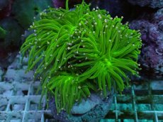 画像1: No.13 グリーントーチ (1)