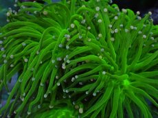 画像2: No.13 グリーントーチ (2)