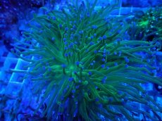 画像1: No.14 グリーントーチ (1)