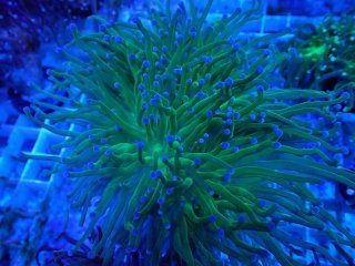 No.47 ナガレハナサンゴ メタリックグリーンを買うならアクアスタイル