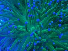 画像2: No.14 グリーントーチ (2)