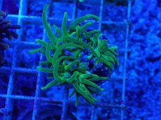 画像1: No.15 グリーントーチ (1)