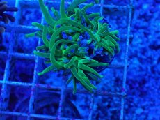 画像2: No.15 グリーントーチ (2)