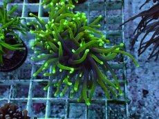 画像1: No.16 ゴールドトーチ　ドラゴンソウル (1)