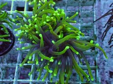 画像2: No.16 ゴールドトーチ　ドラゴンソウル (2)