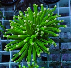 画像1: No.17 グリーントーチ (1)