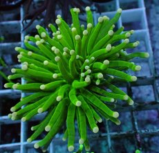 画像2: No.17 グリーントーチ (2)