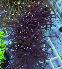 画像1: No.18 ゴールドトーチ　24K (1)