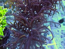 画像2: No.18 ゴールドトーチ　24K (2)