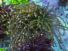 画像1: No.19 Holy grail Torch ホーリーグレイル HGトーチB (1)