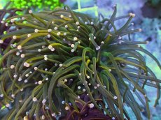 画像2: No.19 Holy grail Torch ホーリーグレイル HGトーチB (2)