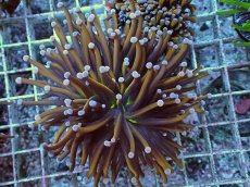 画像1: No.20 ゴールドトーチ　２４K (1)