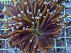 画像2: No.20 ゴールドトーチ　２４K (2)