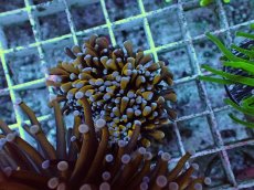 画像1: No.21 ミニゴールドトーチ　 (1)