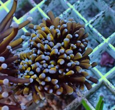 画像2: No.21 ミニゴールドトーチ　 (2)