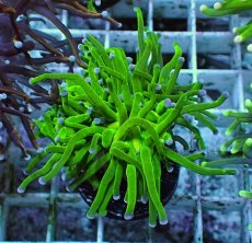 画像1: No.22 グリーントーチ (1)