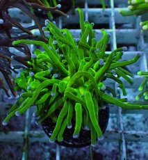 画像2: No.22 グリーントーチ (2)