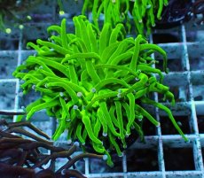 画像1: No.23 グリーントーチ (1)