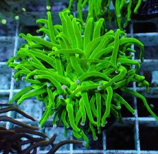 画像2: No.23 グリーントーチ (2)