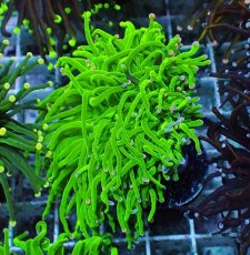 画像1: No.24 グリーントーチ (1)