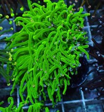 画像2: No.24 グリーントーチ (2)