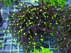 画像1: No.25 ゴールドトーチ　ドラゴンソウル (1)