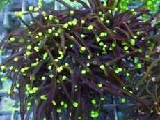 画像2: No.25 ゴールドトーチ　ドラゴンソウル (2)