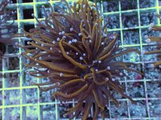 画像1: No.26 ゴールドトーチ　24K (1)