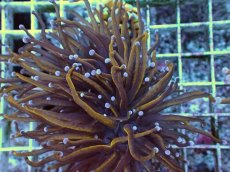 画像2: No.26 ゴールドトーチ　24K (2)