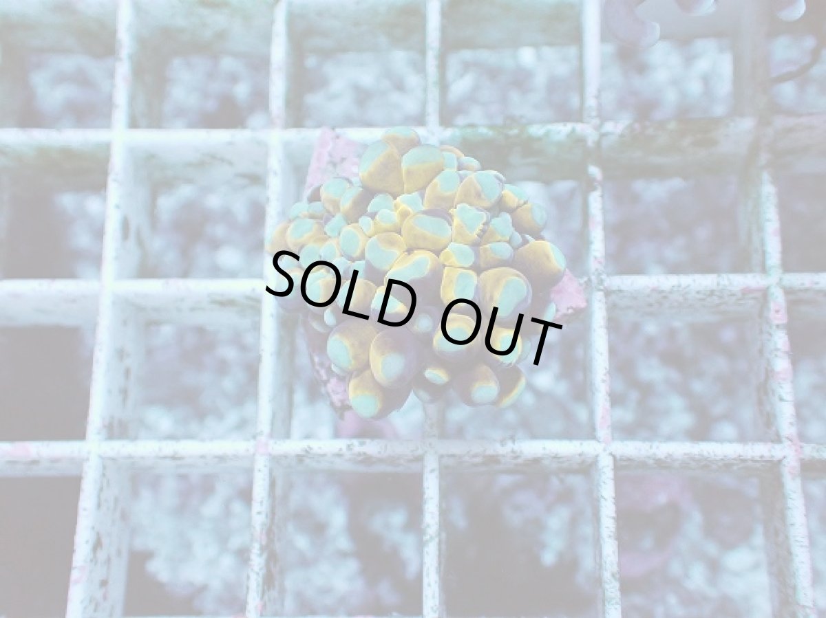 画像1: No.27 ミニゴールドトーチ (1)