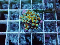 画像1: No.27 ミニゴールドトーチ (1)