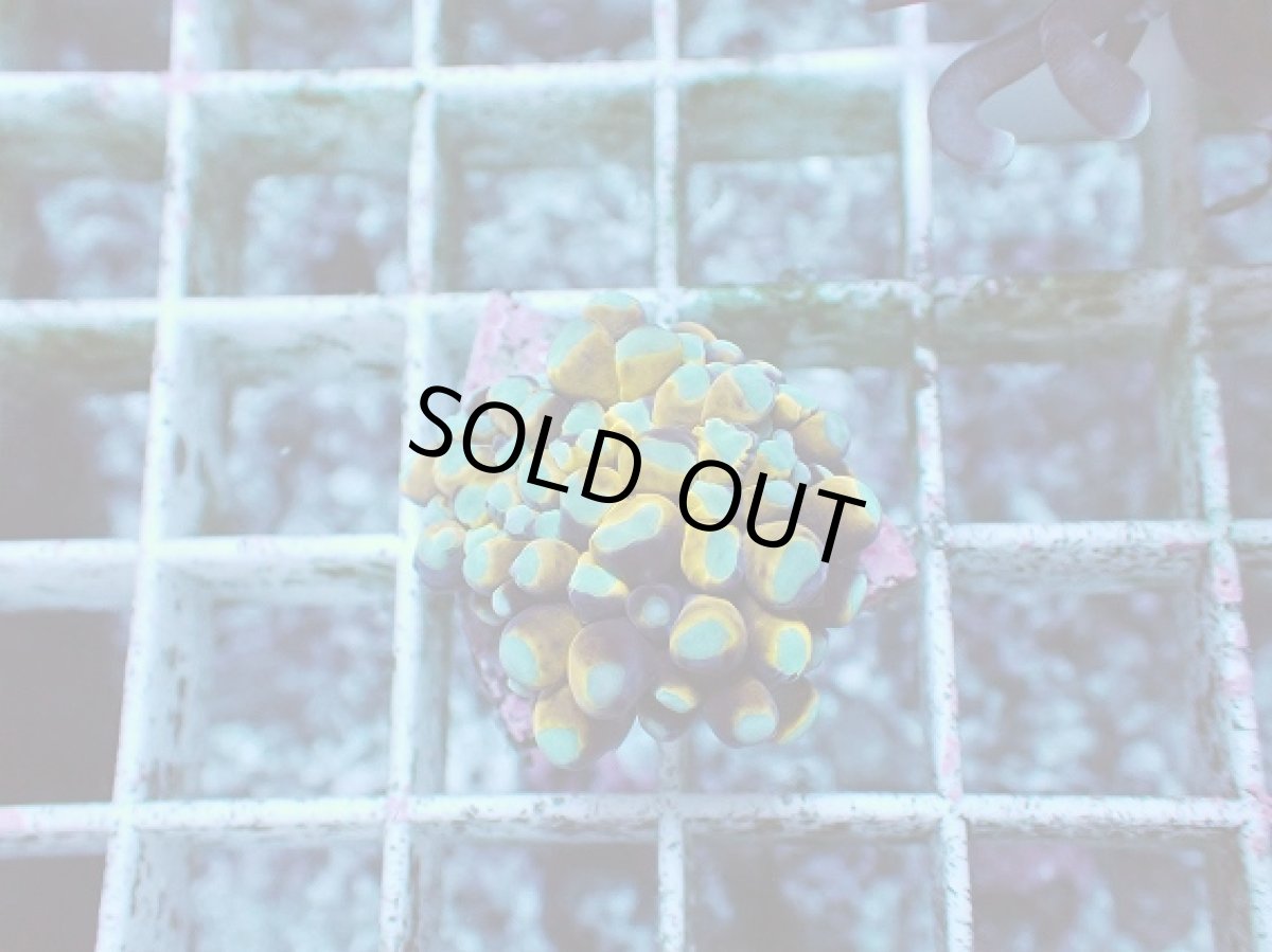 画像2: No.27 ミニゴールドトーチ (2)