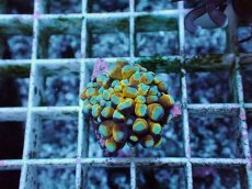 画像2: No.27 ミニゴールドトーチ (2)