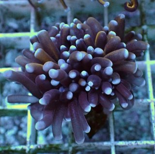 フラワーコーラルを買うならアクアスタイルユー｜大阪からサンゴを全国