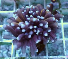 画像2: No.28 ミニゴールドトーチ (2)