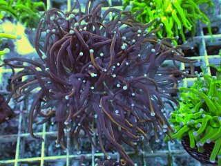 フラワーコーラルを買うならアクアスタイルユー｜大阪からサンゴを全国