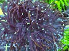 画像2: No.29 ゴールドトーチ　24K (2)